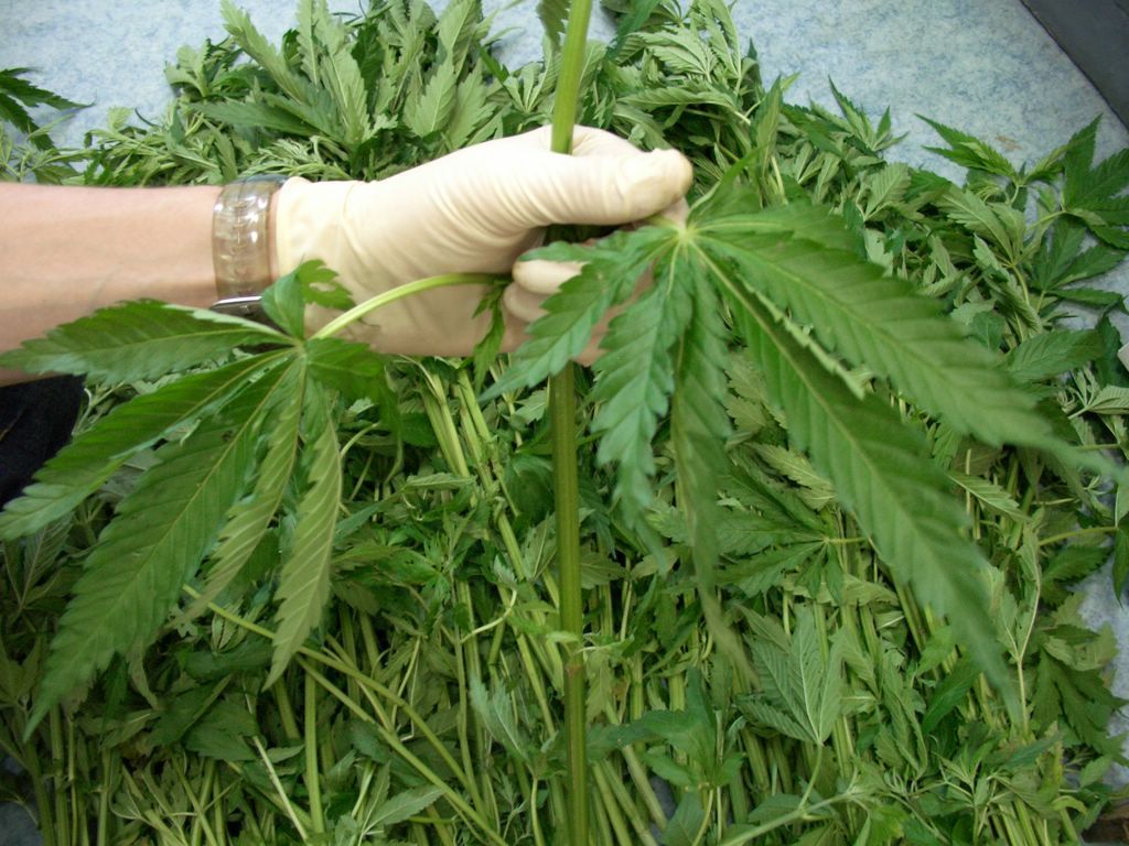 уголовная ответственность за выращивание марихуаны