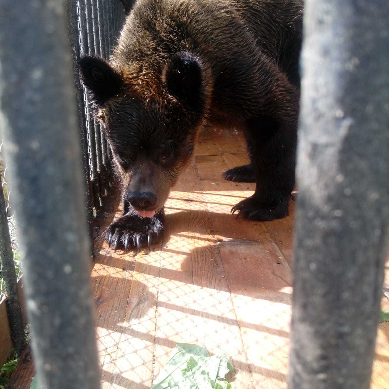 Фото медведя балу