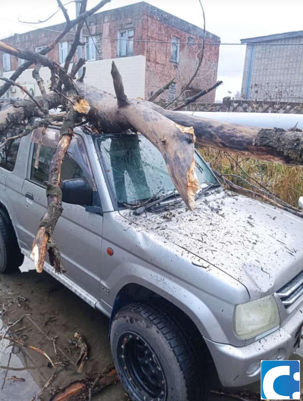 CitySakh.ru - Упавшее дерево промяло крышу джипа на улице Южно-Сахалинска