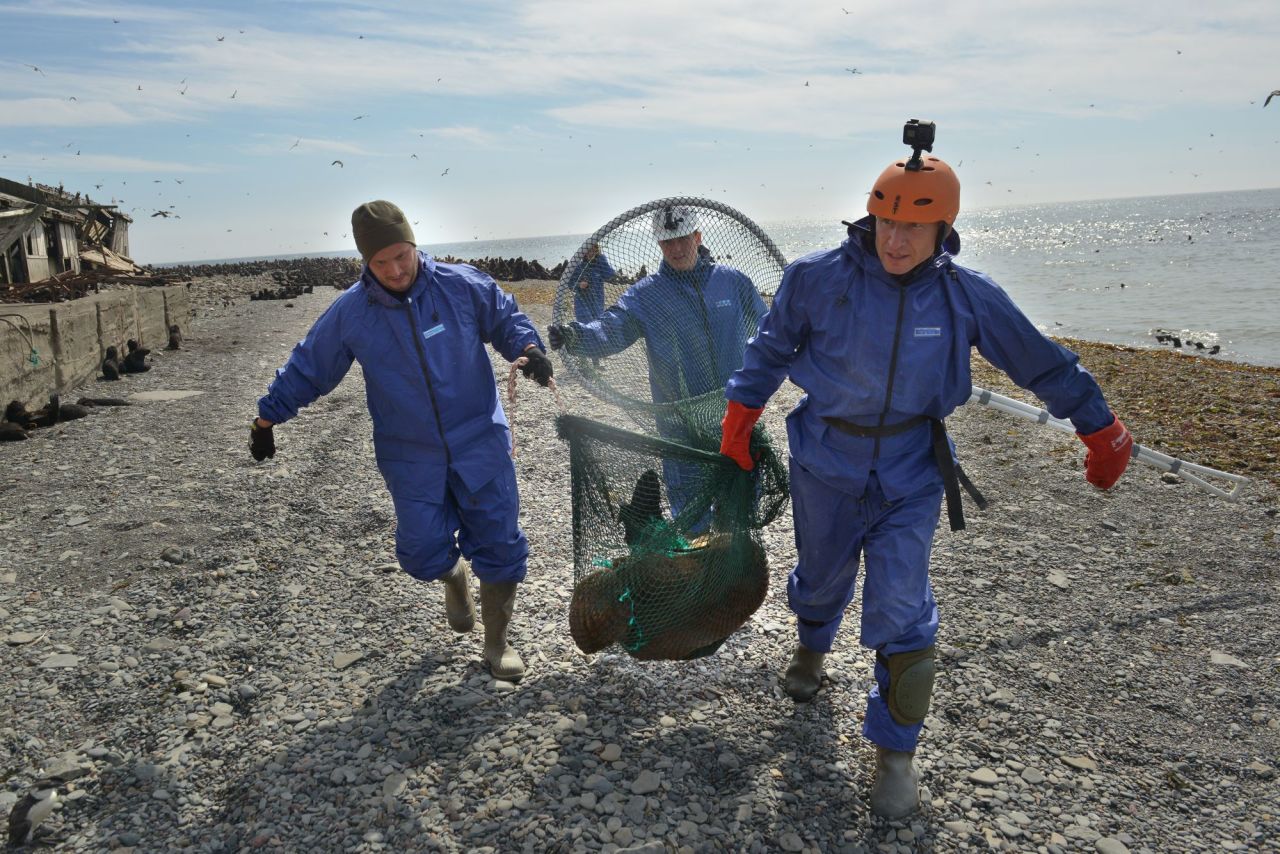 CitySakh.ru - 28 морских котиков освободили от пластикового мусора во время  поездки на остров Тюлений