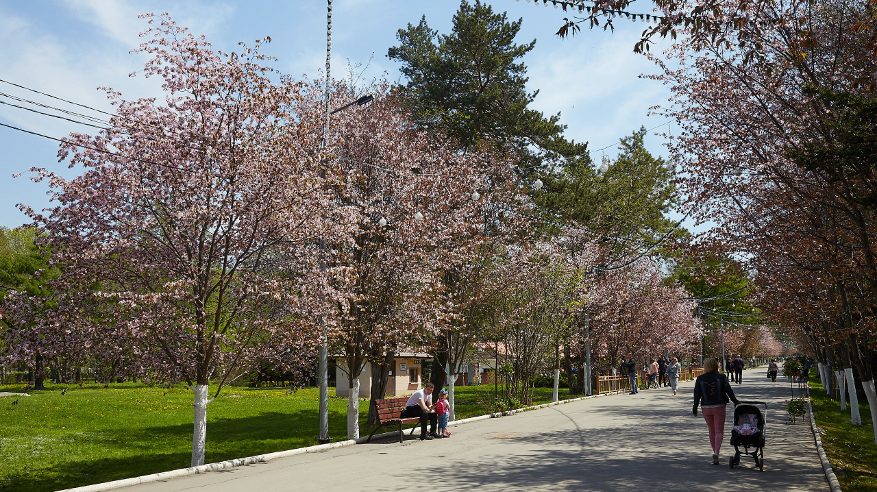 Сакура на сахалине фото