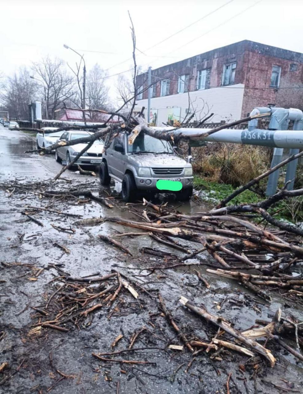 CitySakh.ru - Упавшее дерево промяло крышу джипа на улице Южно-Сахалинска